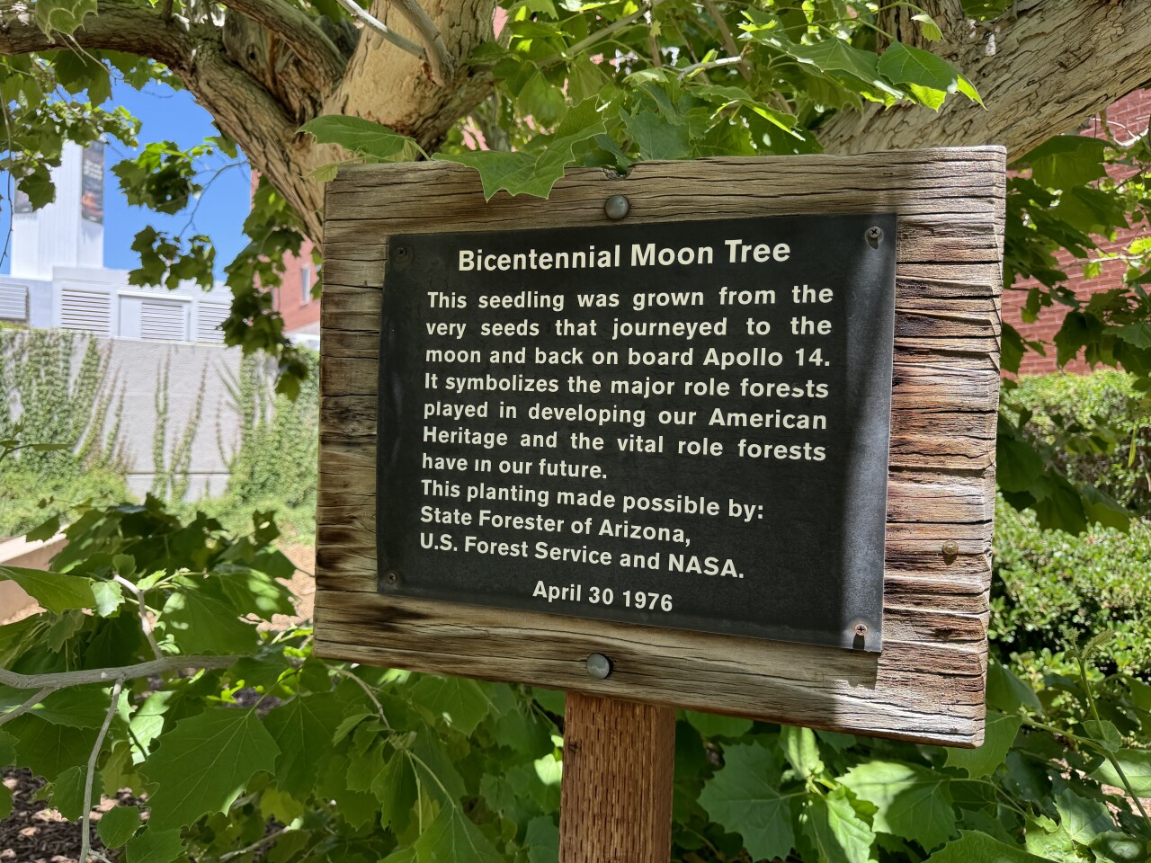 Moon Tree highlights University of Arizona's connection to Space Race